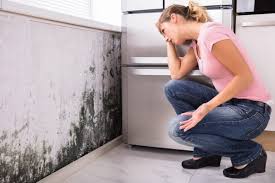 Valley Falls, KS Mold Removal Services Company